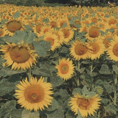 打鱼下载手机app下载